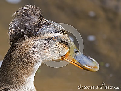 Female Tufted Mallard Stock Photo