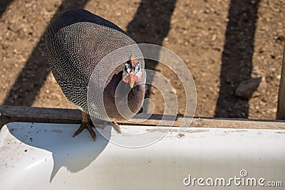 Female turkey with grey feather on farm. Domestic turkey looking at camera. Fowl and poultry concept. Stock Photo