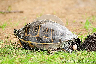 Turtle dropping egg Stock Photo