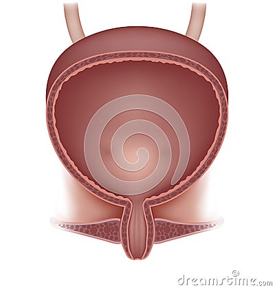 Female urinary bladder Vector Illustration