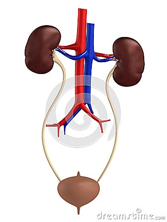 Female urinary system Cartoon Illustration