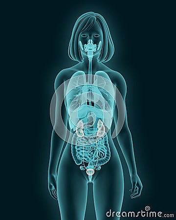 Female urinary system 3d illustration Cartoon Illustration