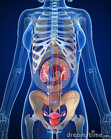 Female urinary system Stock Photo