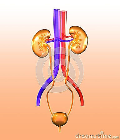 Female urinary tract with kidneys, blood vessels, ureter and urinary bladder, 3D illustration Stock Photo