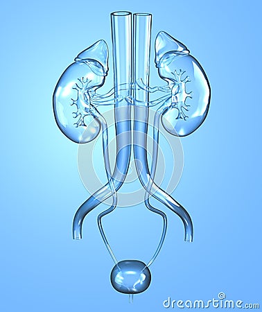 Female urinary tract with kidneys, blood vessels, ureter and urinary bladder. Medically 3D illustration Cartoon Illustration