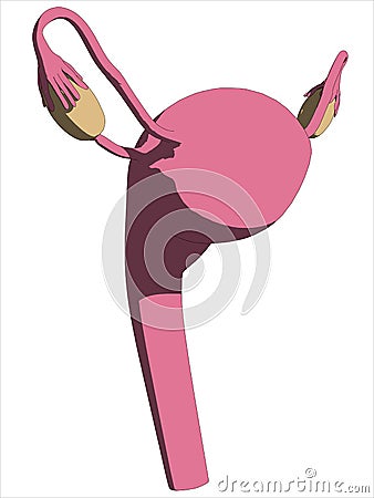 Female uterus Vector Illustration