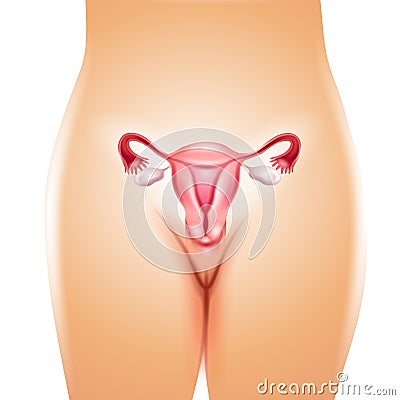 Female Uterus Fallopian Tubes Cartoon Illustration