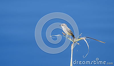 A Female Vermilion Flycatcher Pyrocephalus rubinus Perched & Hunting for Food in Mexico Stock Photo