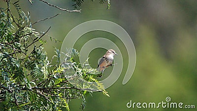 Female vermilion flycatcher in a tree Stock Photo