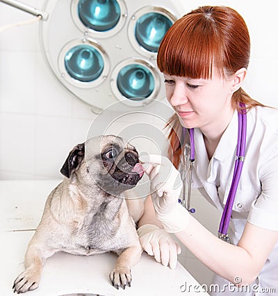 Female vet giving a pill to a obedient dog Stock Photo