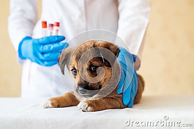 Female vet holding cute puppy in hospital Stock Photo