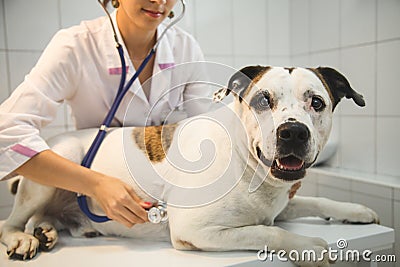 Female veterinarian with dog at vet clinic Stock Photo