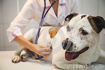 Female veterinarian with dog at vet clinic Stock Photo