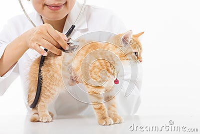 Female Veterinarian doing checkup a cute cat at clinic Stock Photo