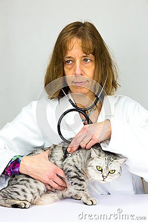 Female veterinarian examining a cat Stock Photo