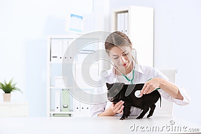 Female veterinarian examining cute mini pig Stock Photo