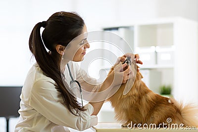 Female veterinarian examining teeth of Spitz dog in clinic Stock Photo