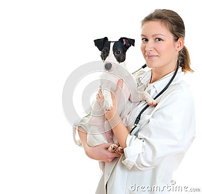 Female veterinarian holding jack russell terrier. Stock Photo