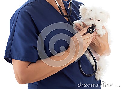 Female Veterinarian with Stethoscope Holding Young Maltese Puppy Isolated on White Stock Photo