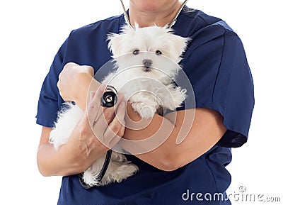 Female Veterinarian with Stethoscope Holding Young Maltese Puppy Isolated on White Stock Photo