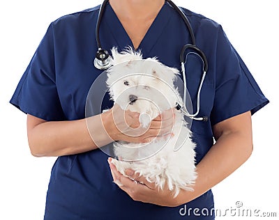 Female Veterinarian with Stethoscope Holding Young Maltese Puppy Isolated on White Stock Photo