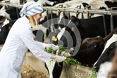 Female veterinary technician feeding cows in farm Stock Photo