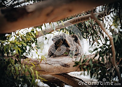 Female victorian koala with joey baby child on her back resting on the smooth bark of a big branch under the leaves of a Stock Photo