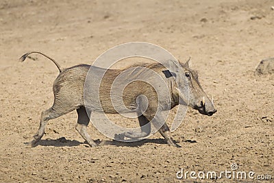 Female Warthog (Phacochoerus africanus) running, South Africa Stock Photo