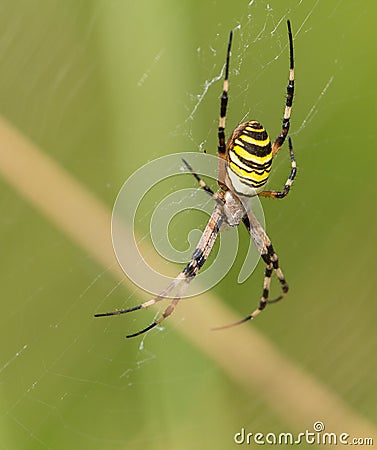 Female Wasp Spider Stock Photo