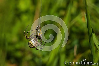 A female wasp spider in green grass Stock Photo