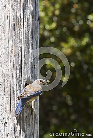Female Western Bluebird Stock Photo