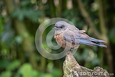Female western bluebird Stock Photo