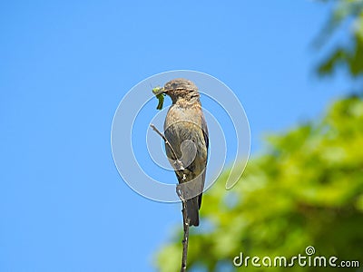 Female Western Bluebird, Sialia mexicana Stock Photo