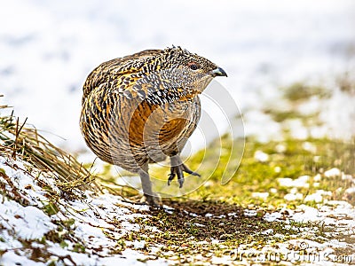 Female Western capercaillie looking to side Stock Photo