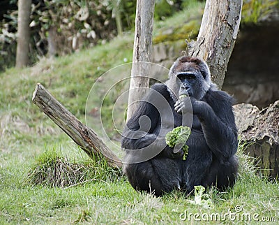 Female Western Gorila Stock Photo