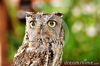 Female Western Screech Owl Stock Photo