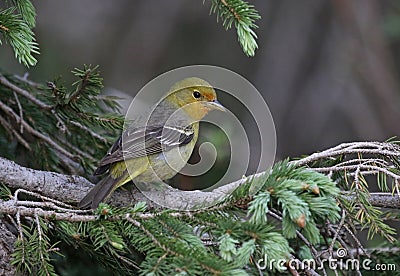 Female Western Tanager Stock Photo