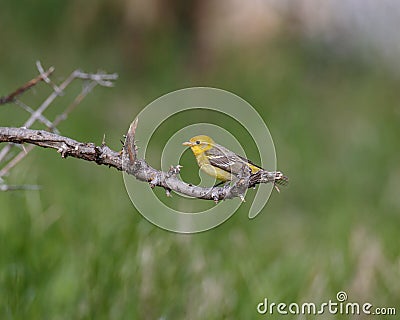 Female Western Tanager Stock Photo