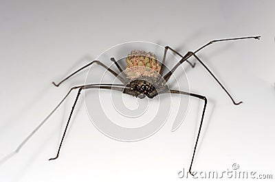 Female whip spider Stock Photo