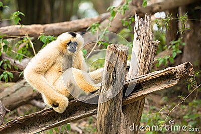 Female white cheeked gibbon Stock Photo