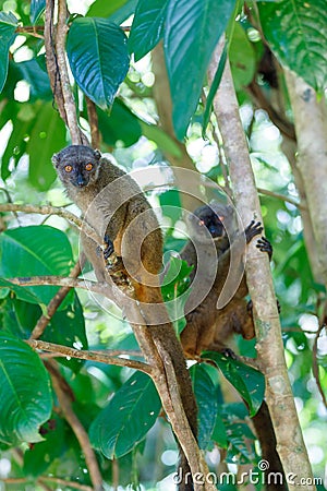 Female of white-headed lemur Madagascar wildlife Stock Photo