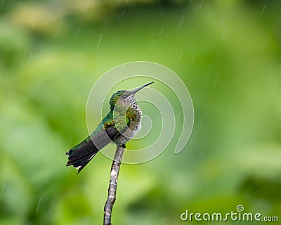 Female White-necked Jacobin hummingbird bathing in a tropical rain shower. Stock Photo