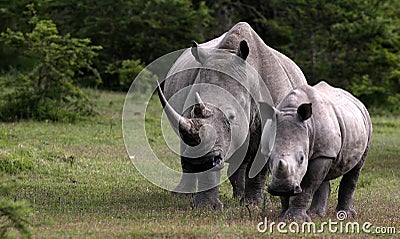Female white rhino / rhinoceros and calf / baby. South Africa Stock Photo