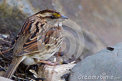 Female white-throated sparrow Stock Photo