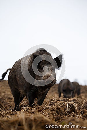 Female wild boar Stock Photo