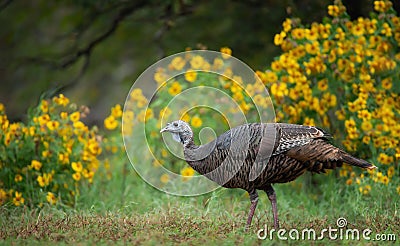 Female wild turkey roaming on grassy field in the autumn Stock Photo