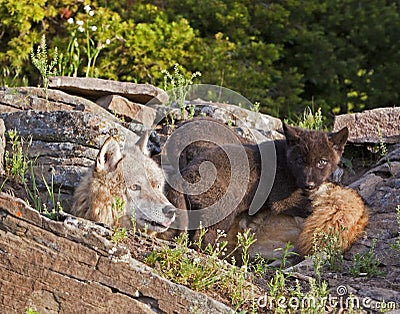 Female timber wolf Canis lupus and pups Stock Photo