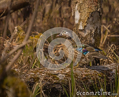 Female wood duck enjoying the day at the pond. Stock Photo