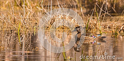 Female wood duck enjoying the day at the pond. Stock Photo