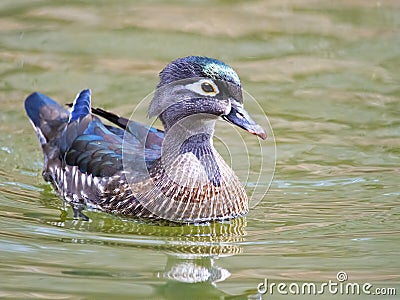 Female Wood Duck Stock Photo